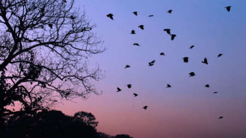 a madarak és fák napja